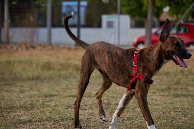 Güzel, genç bir köpek parkında oynamaya hazır.