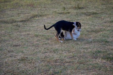 Köpek parkında oynayan iki güzel köpek.