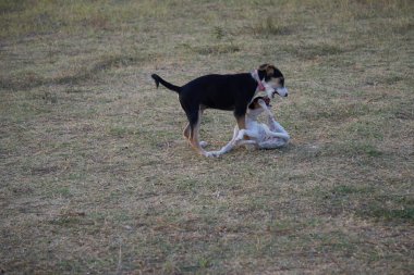 Köpek parkında oynayan iki güzel köpek.