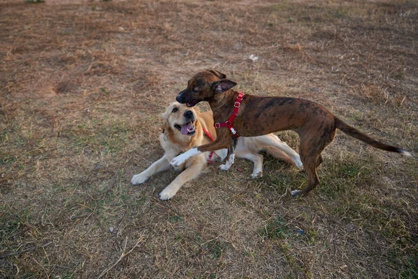Two Beautiful Dogs Play Dog Park — Stock Photo, Image