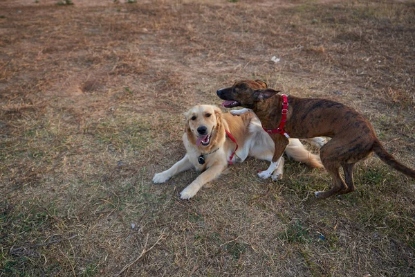 two beautiful dogs play in a dog park