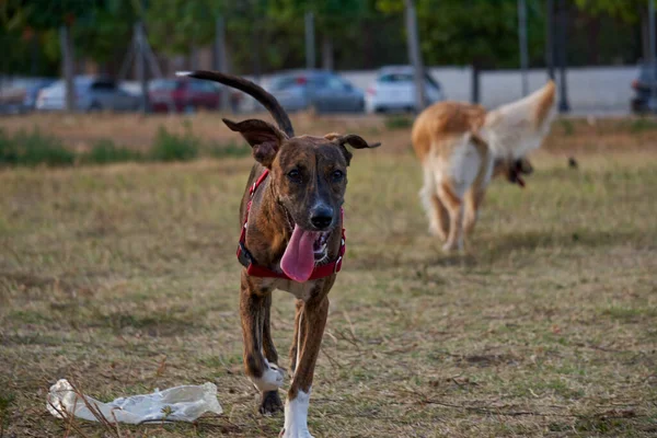Bonito Cão Jovem Preparado Para Jogar Parque Público Cão — Fotografia de Stock