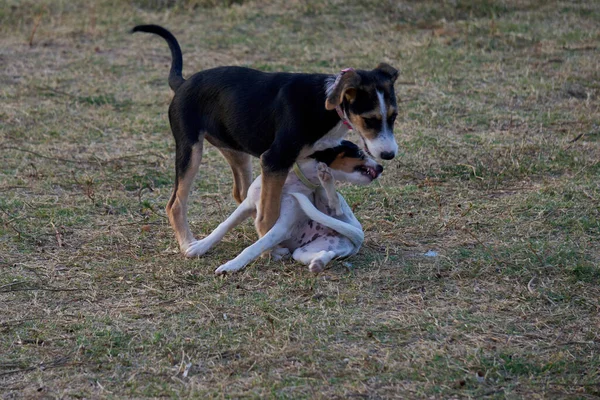 Köpek parkında oynayan iki güzel köpek.