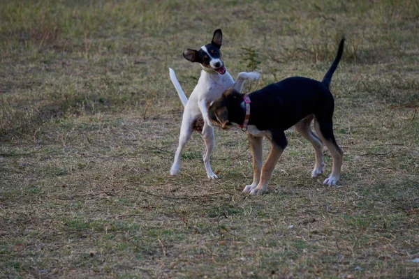 two beautiful dogs play in a dog park