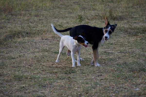 Two Beautiful Dogs Play Dog Park — Stock Photo, Image