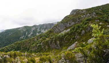 İspanya 'nın Asturias şehrinde önplanda bitki bulunan bir dağın güzel panoramik manzarası