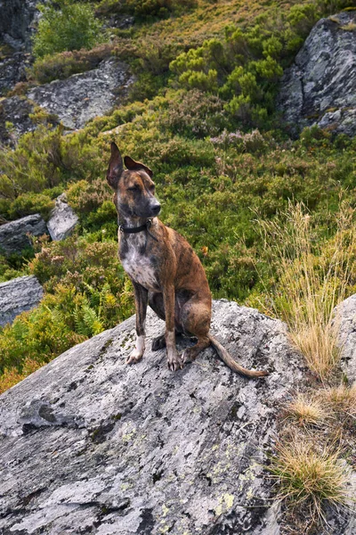 Dog Rock Route Sisterna Lakes Southwest Asturias Spain — Stock Photo, Image