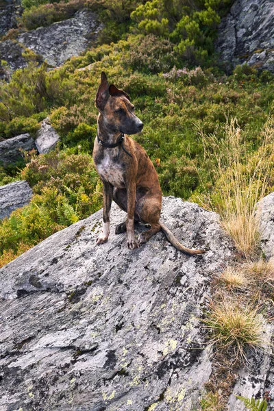 Dog Rock Vegetation Route Sisterna Lakes Southwest Asturias Spain — Stock Photo, Image