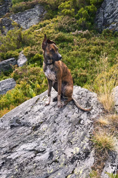 Brown Fur Dog Rock Vegetation Route Sisterna Lakes Southwest Asturias — Stock Photo, Image