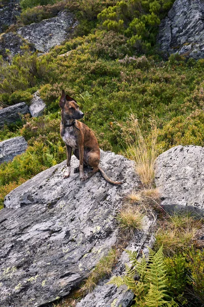 Asterias İspanya 'daki kız kardeşlerin güzergahındaki kayaların üzerindeki köpek.