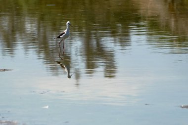 Valencia İspanya 'daki Raco de Olla Tercümanlık Merkezi' nde