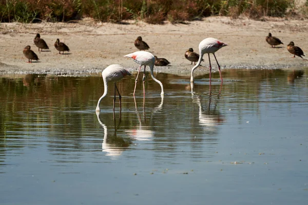 Közönséges Flamingók Csoportja Tükörképük Csőrükkel Keresik Zsákmányt Kacsákat Parton Raco — Stock Fotó