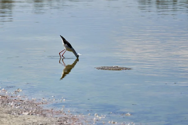 Valencia Spanya Daki Albufera Doğal Parkında Yaygın Olarak Görülen Stilt — Stok fotoğraf