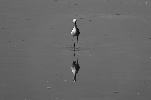 Valencia Spanya Daki Albufera Doğal Parkı Ndaki Rac Olla Yorum — Stok fotoğraf