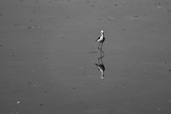 Valencia İspanya 'daki Albufera Doğal Parkı' ndaki Raco de l 'olla Tercüme Merkezi' ndeki yaygın duruş.