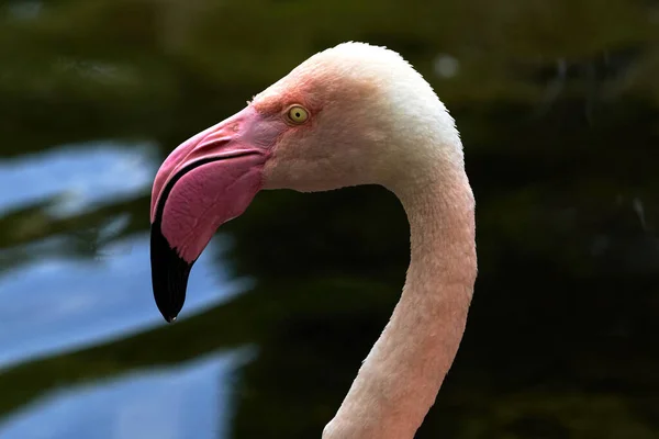 Pembe gagalı ve Valencia 'da delici gözlü sıradan bir flamingo portresi.