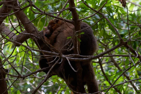 Belo Lêmure Barriga Vermelha Nos Ramos Uma Árvore Zoológico Valencia — Fotografia de Stock