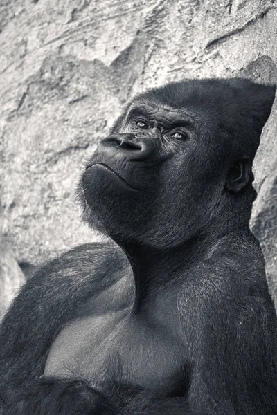 Beautiful medium shot of male gorilla, leader of the pack, looking at the camera while leaning on a rock in black and white