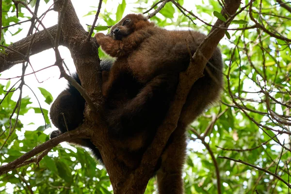 Dwa Piękne Lemury Czerwonym Brzuchem Gałęziach Drzewa Zoo Walencji — Zdjęcie stockowe