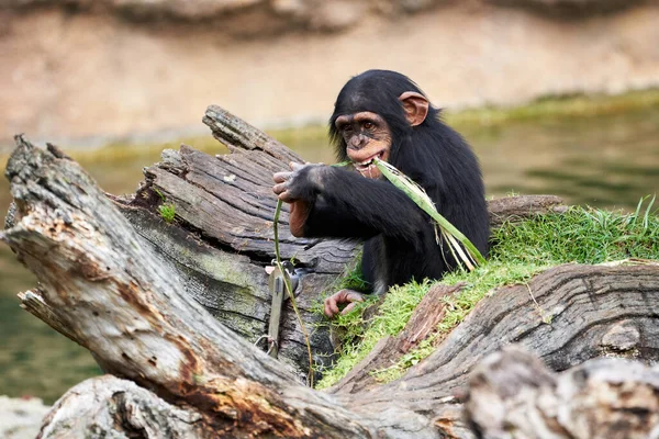 beautiful view of a small chimpanzee biting a plant on a trunk in a zoo in valencia spain