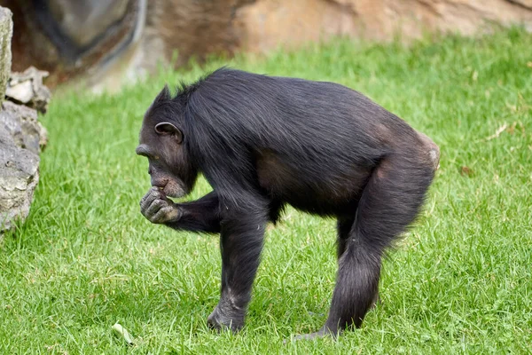 beautiful side view of a young chimpanzee eating grass with one hand in its mouth in a zoo in valencia spain