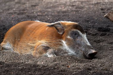 Valencia İspanya 'da bir hayvanat bahçesinde uyuyan kırmızı nehir domuzu portresi