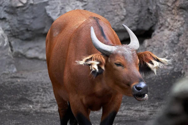 Portrait Beautiful Red Forest Buffalo Looking Sideways While Opening Its — Stock Photo, Image