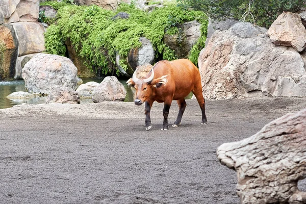 Beautiful red forest buffalo in its natural setting recreated in a zoo in valencia spain