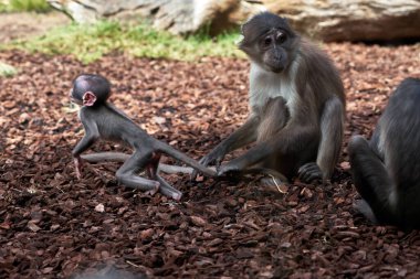 Annesi kuyruğunu tutarken beyaz önlüklü mangabey yavrusu kenara atlıyor böylece Valencia 'da bir hayvanat bahçesinde fazla uzağa gidemiyor.