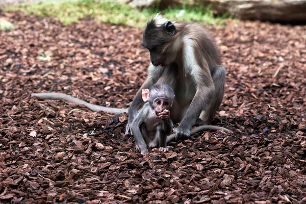 Bezerro Bonito Mangabey Branco Nua Enquanto Ela Modisque Olha Para — Fotografia de Stock