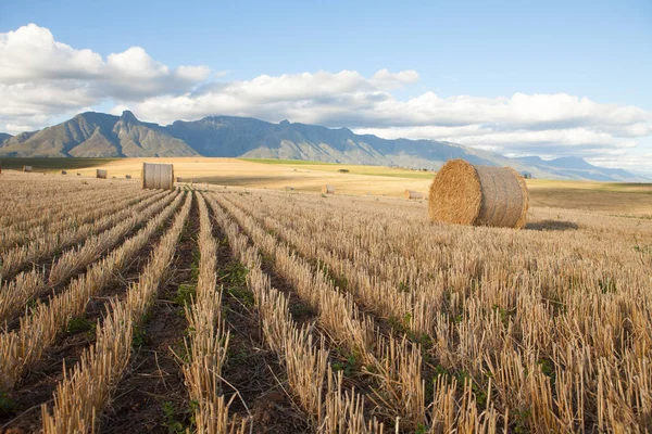 Terrain agricole avec foin fraîchement coupé sur fond de chaîne de montagnes Image En Vente