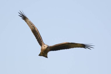 Kızıl akbaba İsrail