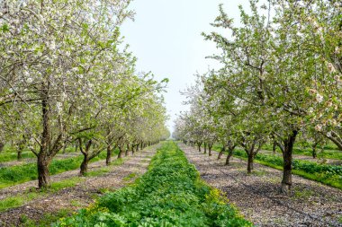 Meyve bahçesinde çiçek açan badem ağaçları