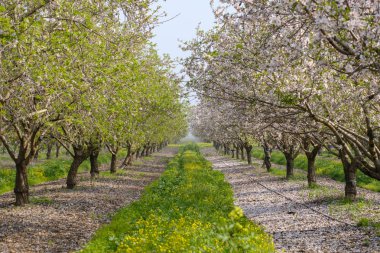 Meyve bahçesinde çiçek açan badem ağaçları