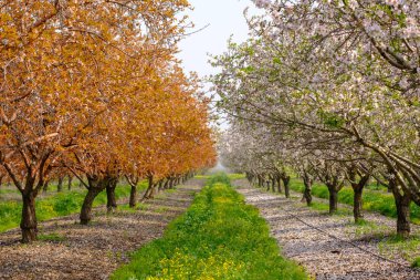 Meyve bahçesinde çiçek açan badem ağaçları