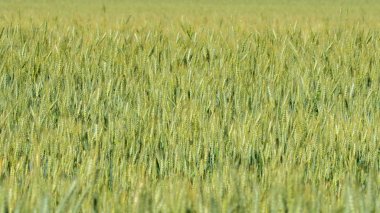 Bir buğday alan bir şehir dışında