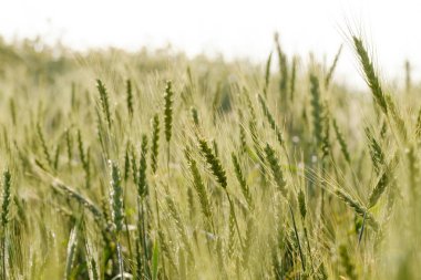 Açık yeşil buğday alanında