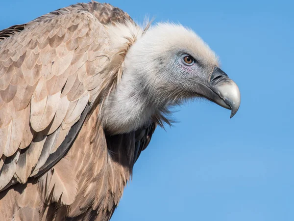 Griffon Vulture Israel — Stock Photo, Image