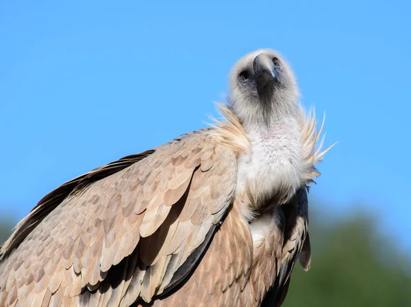 Abutre Griffon Israel — Fotografia de Stock