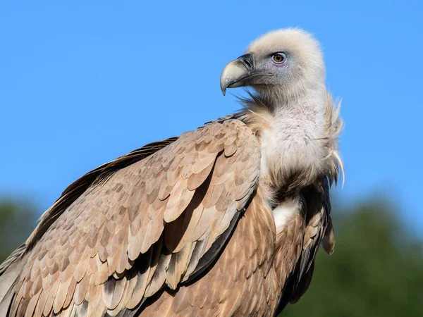 Abutre Griffon Israel — Fotografia de Stock