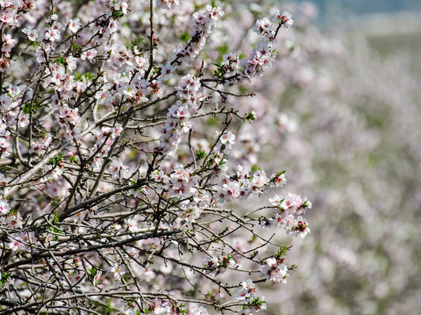 Mandorli Che Sbocciano Nel Frutteto — Foto Stock