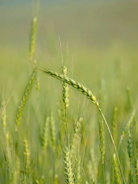 Campo Trigo Verde Céu Aberto — Fotografia de Stock