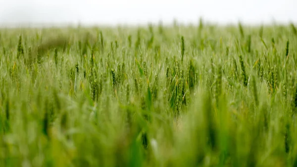 Campo Trigo Verde Céu Aberto — Fotografia de Stock