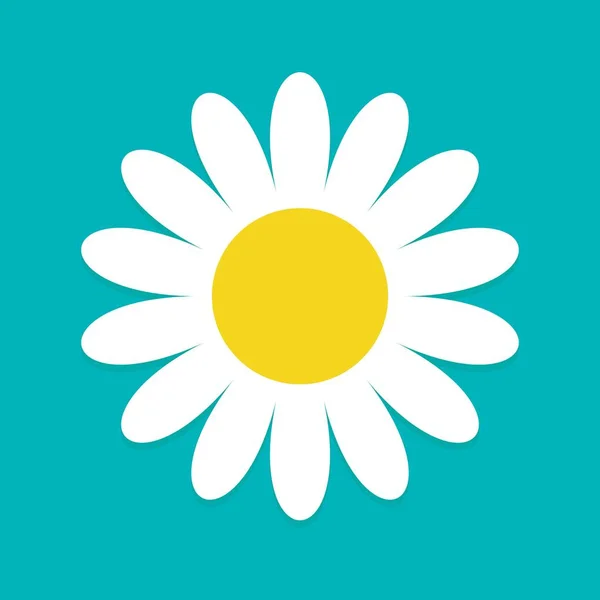 Beyaz papatya çayı. Şirin çiçek koleksiyonu. Aşk kartı. Papatya ikonu büyüme konsepti. Düz tasarım.