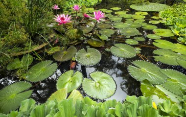 Nilüfer, Terra Nostra park, Sao Miguel Iskand, Azor ile güzel göl.