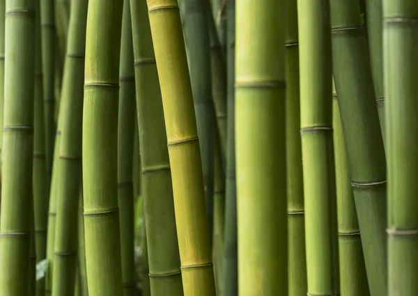 Zelené bambusové pozadí. — Stock fotografie