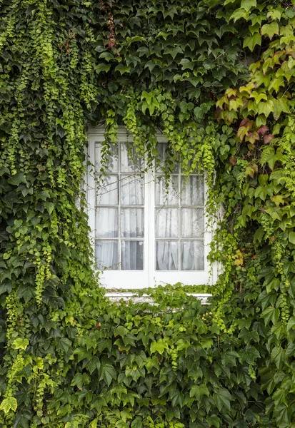 Jendela dari sebuah rumah kayu putih negara dengan ivy bersembunyi, tertutup penuh . — Stok Foto