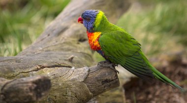 Prag Hayvanat Bahçesi 'nde Rainbow Lorikeet, Çek Cumhuriyeti.