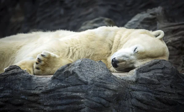 Urso polar dormindo no jardim zoológico de Praga, República Checa . — Fotografia de Stock