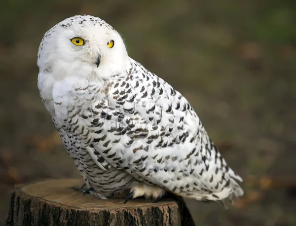 Polarkauz-Männchen in Nahaufnahme geschossen. Stockbild